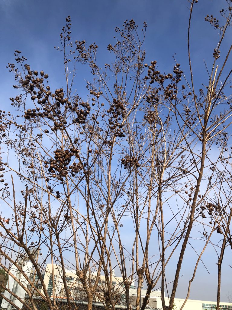 photo of myrtle tree.
