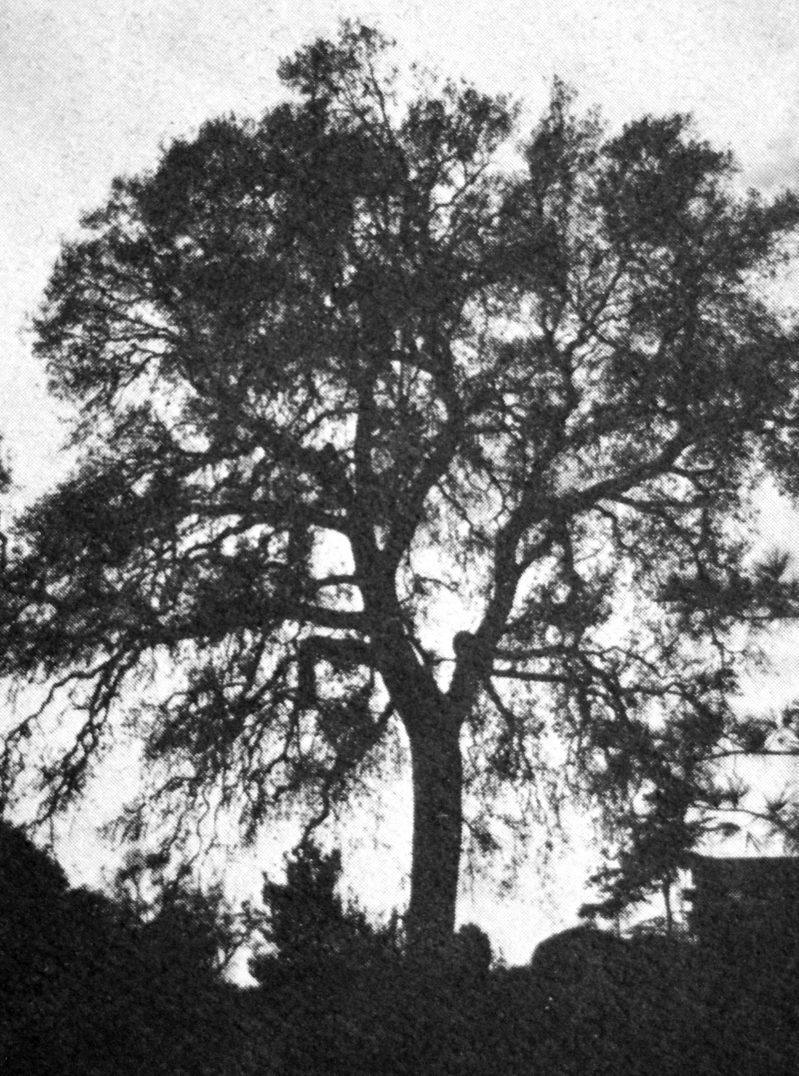 Oak tree