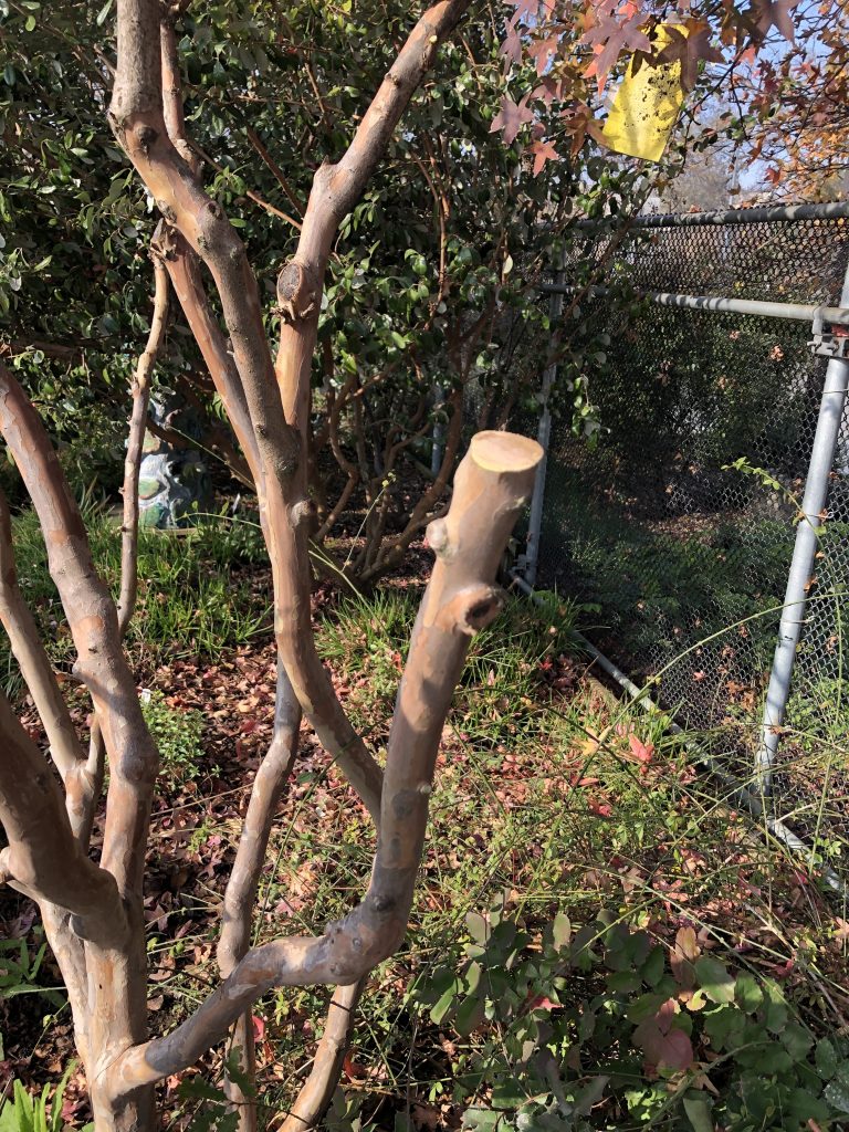 Close-up of myrtle branch.
