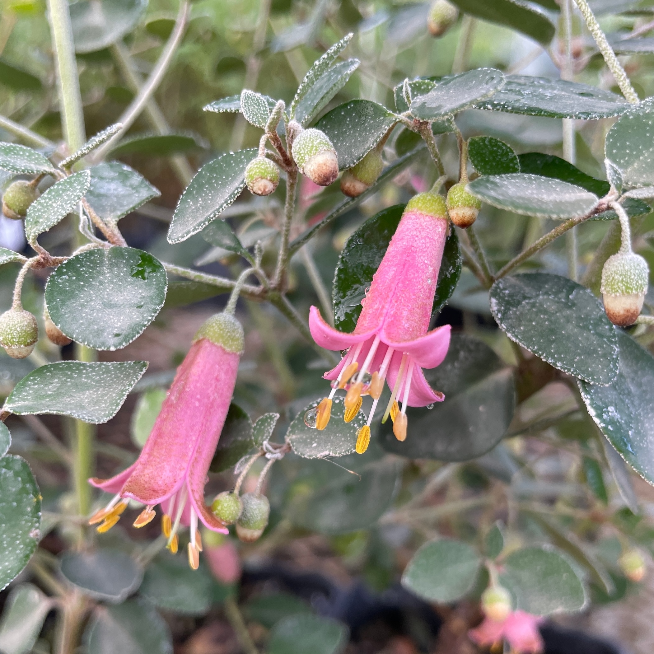 Pink trumpet-like flowers
