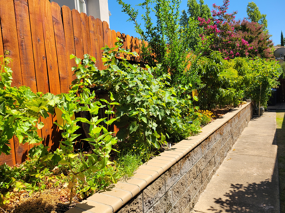 Lush green plants in Mary Kay Williams' garden.
