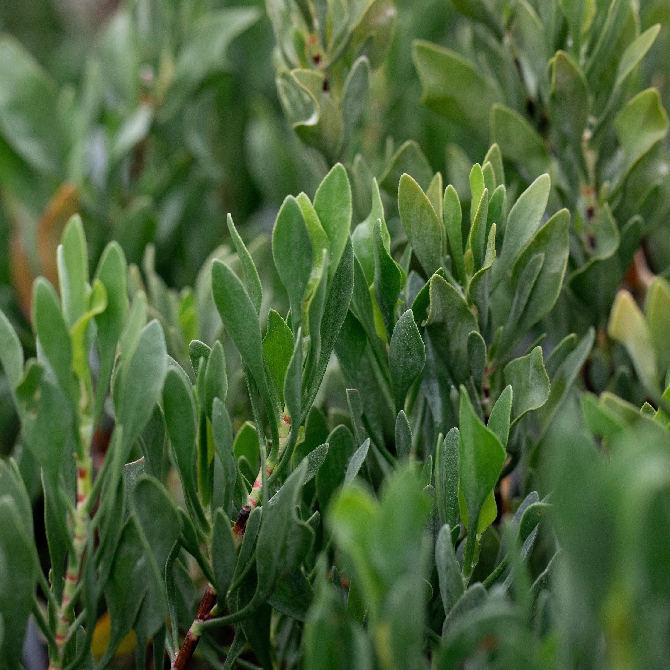 A plant with deep green leaves