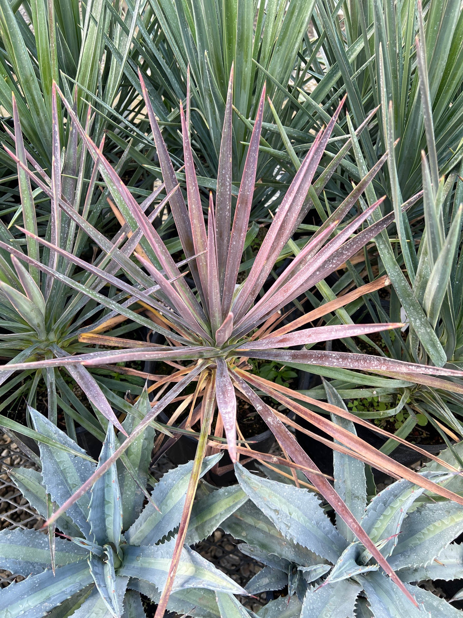 Image of spiky plant with magenta leaves called Magenta Magic.