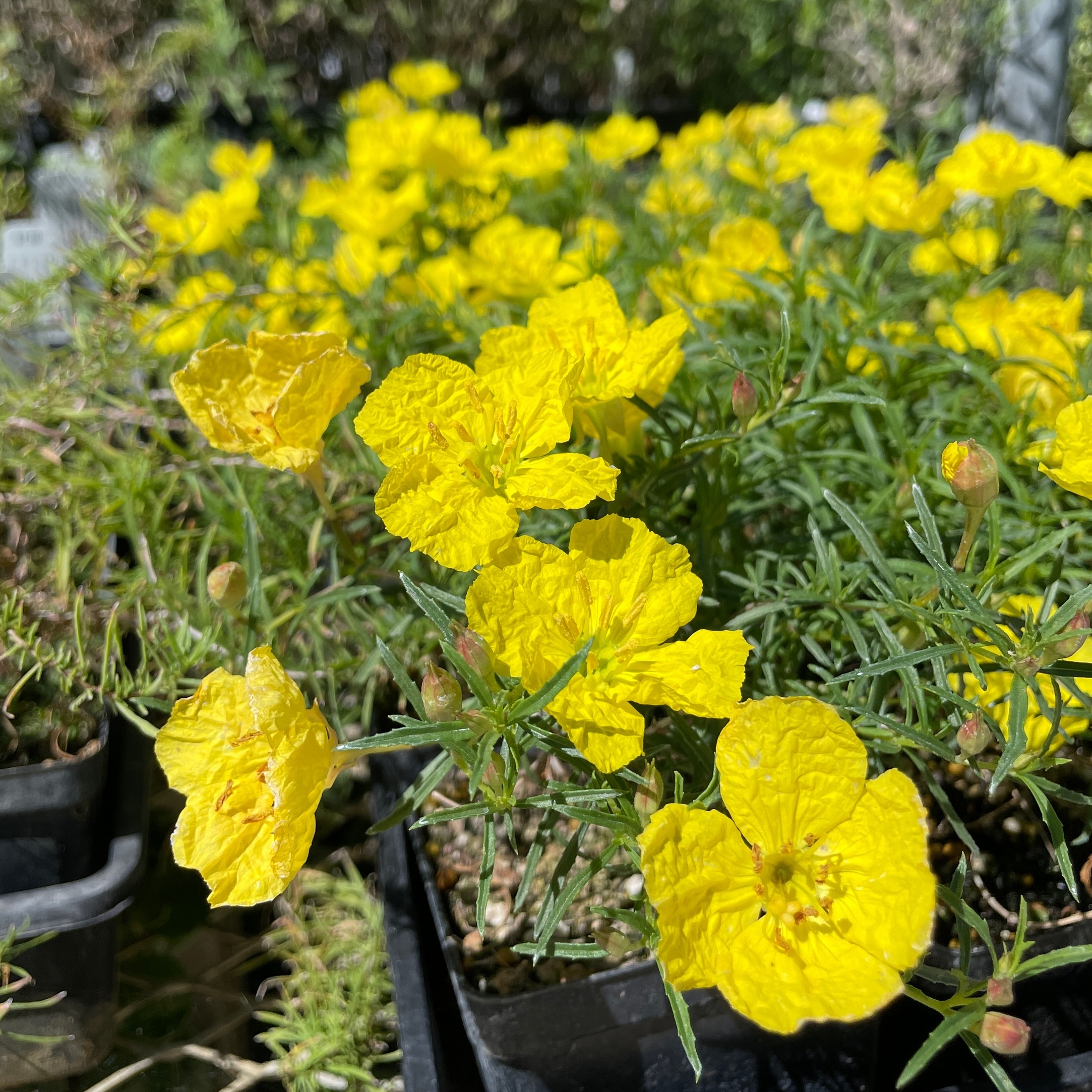 Plant with crepe paper-like yellow flowers