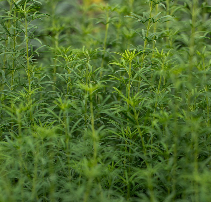 Image of Bluestone Mexican orange plant.