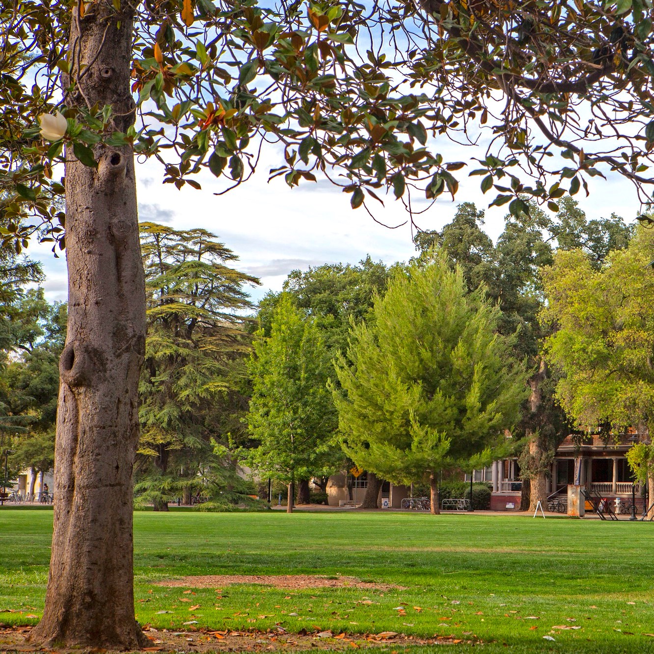 Trees on the quad