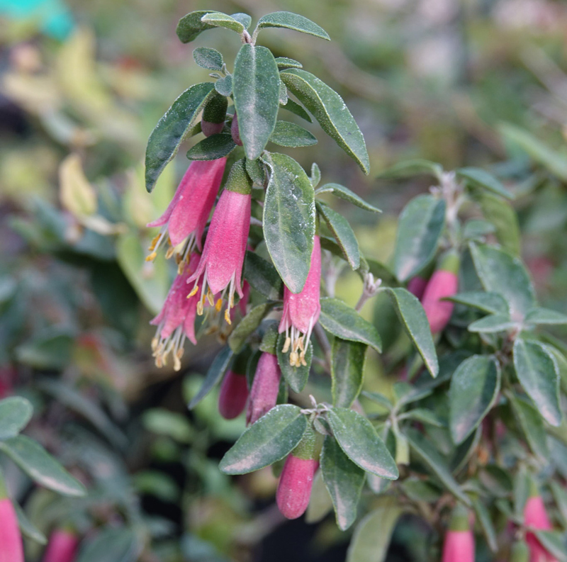 Image of dusky bells australian fuchsia.