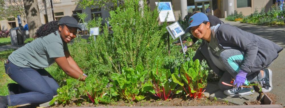 Image of Learning by Leading students maintaining the Salad Bowl Garden.