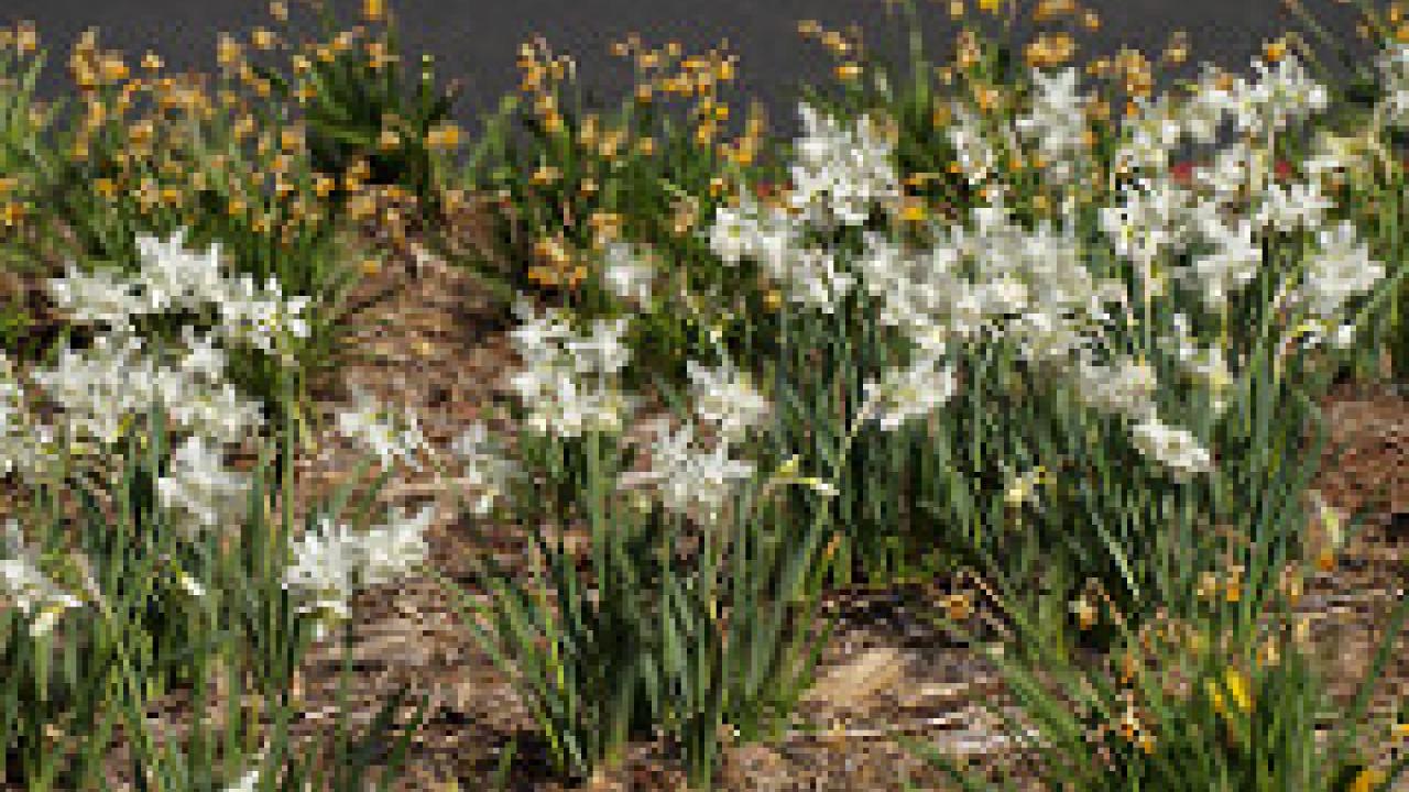 Are your daffodil or Iris bulb leaves drooping? Let them turn brown before cutting them to the ground. Flowers