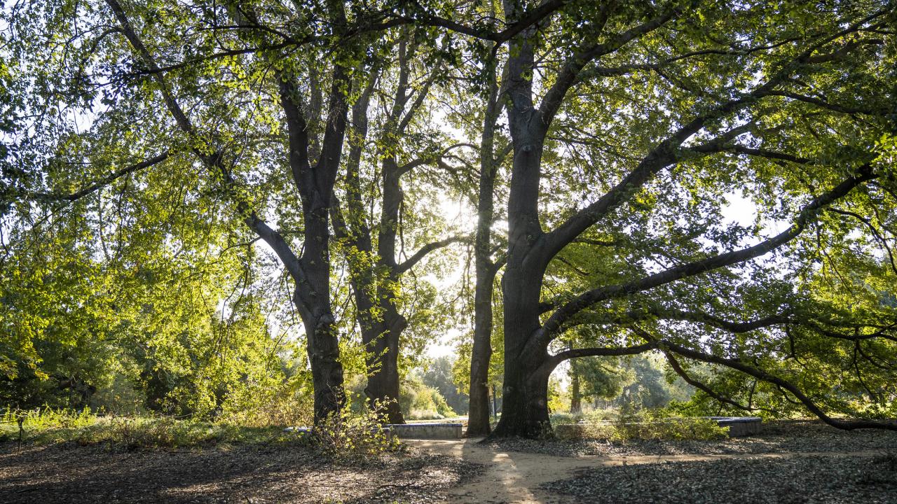 Shields Oak Grove