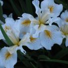 Image of Arboretum All-Star Iris Canyon Snow.