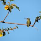 Image of hummingbird in the UC Davis Arboretum and Public Garden