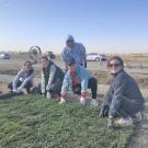 Image of members of the SmartLawn team installing turf at the UC Davis WCAE.