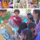 Learning about pollinators