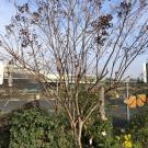 Photo of a dormant crape myrtle tree.