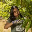 Learning by Leading™ Student in the Urban Tree Stewardship program pruning a tree in the Arboretum.